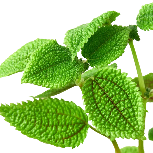Pilea 'Moon Valley'