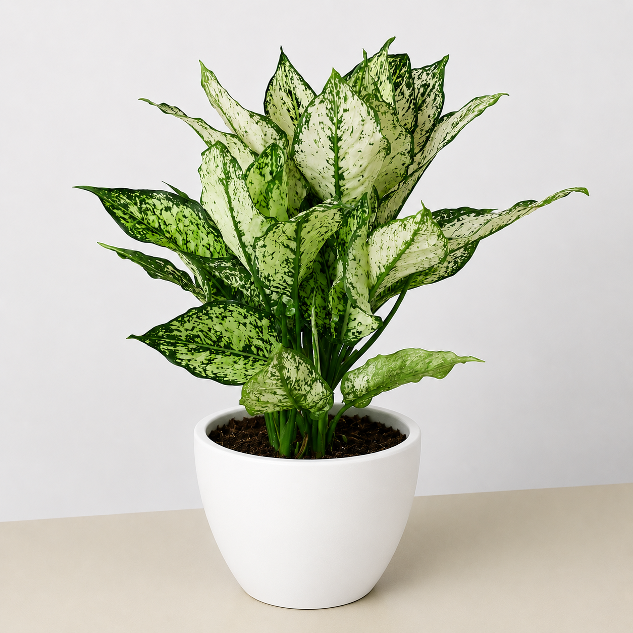 Chinese Evergreen 'First Diamond'