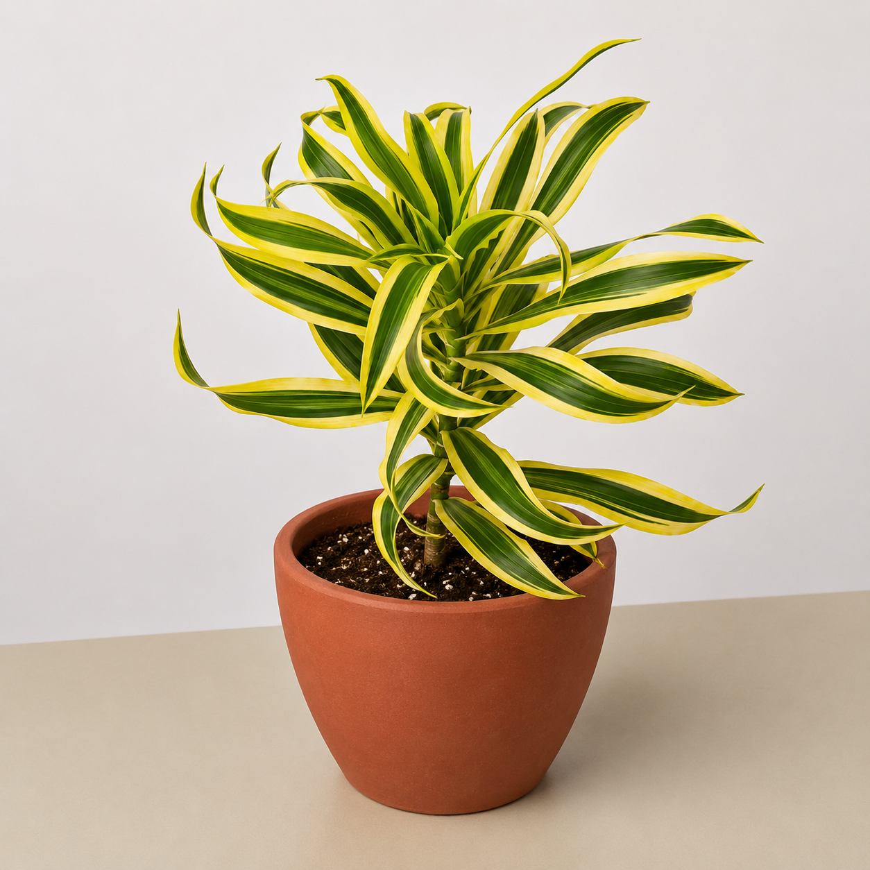 Dracaena Song of India