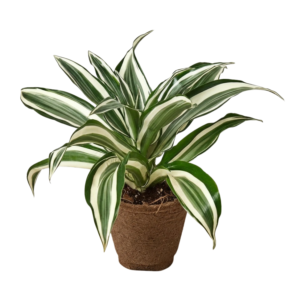 Dracaena 'Warneckii White Jewel'