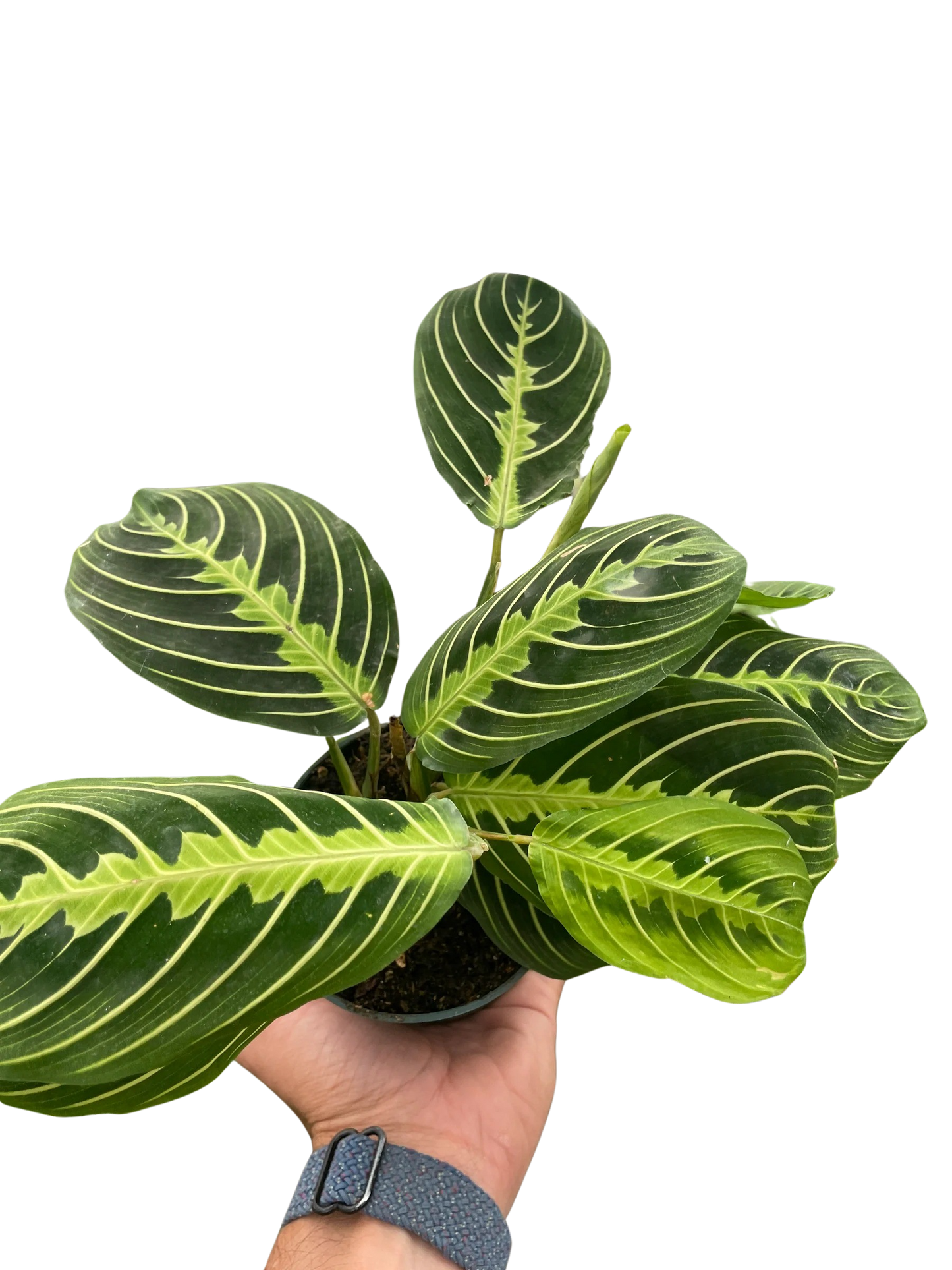 Maranta 'Lemon Lime'