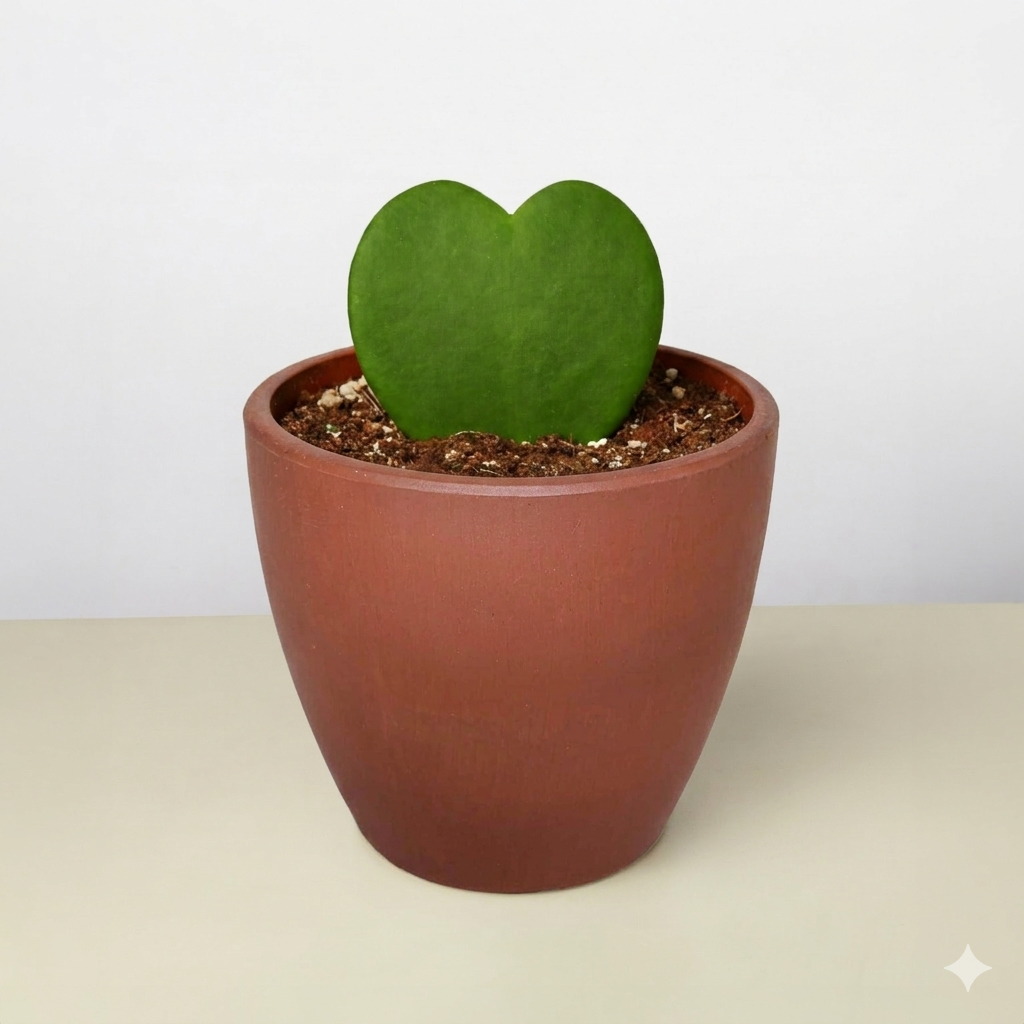 Hoya Sweetheart