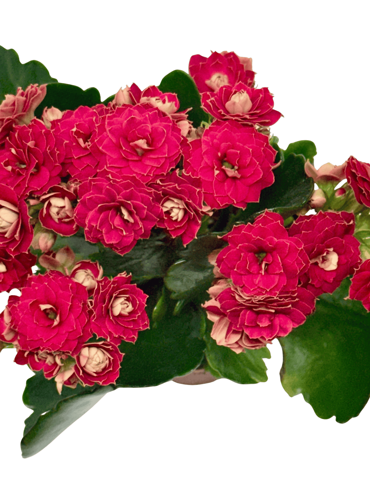 Kalanchoe 'Blossfeldiana'