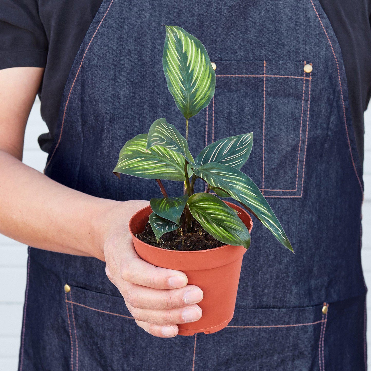 Calathea 'Beauty Star' - House Plant Shop
