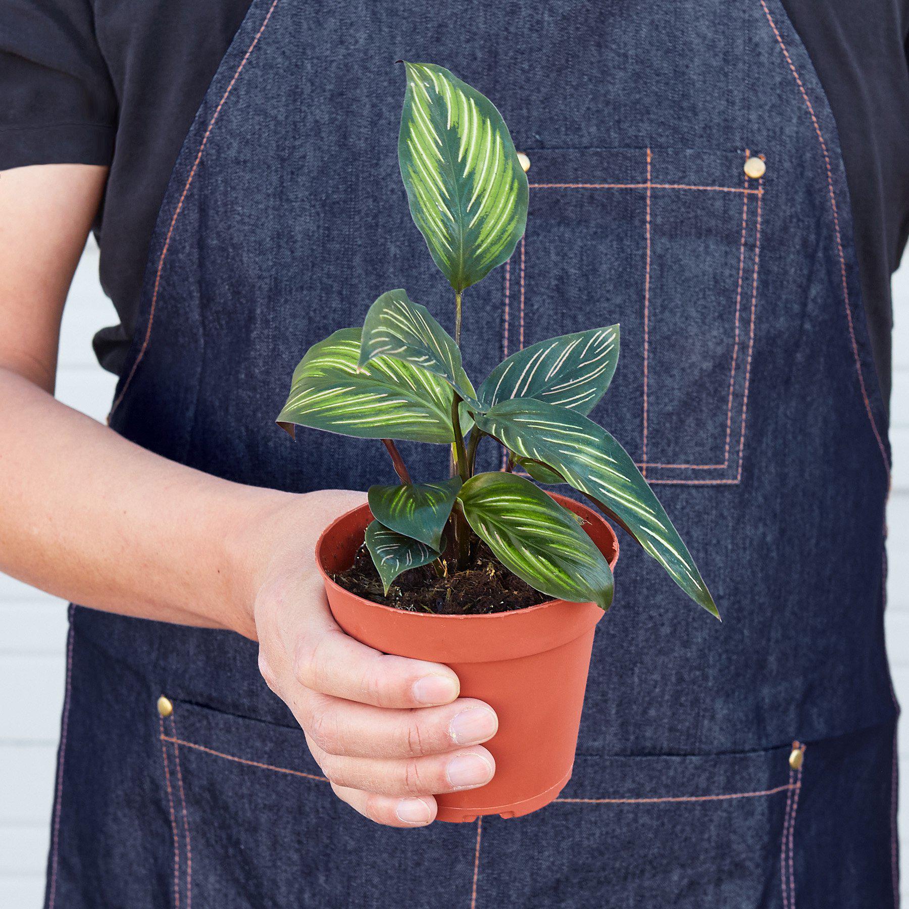 Calathea 'Beauty Star' - House Plant Shop