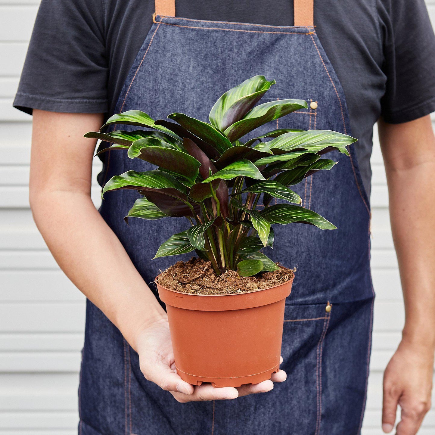Calathea 'Beauty Star' - House Plant Shop