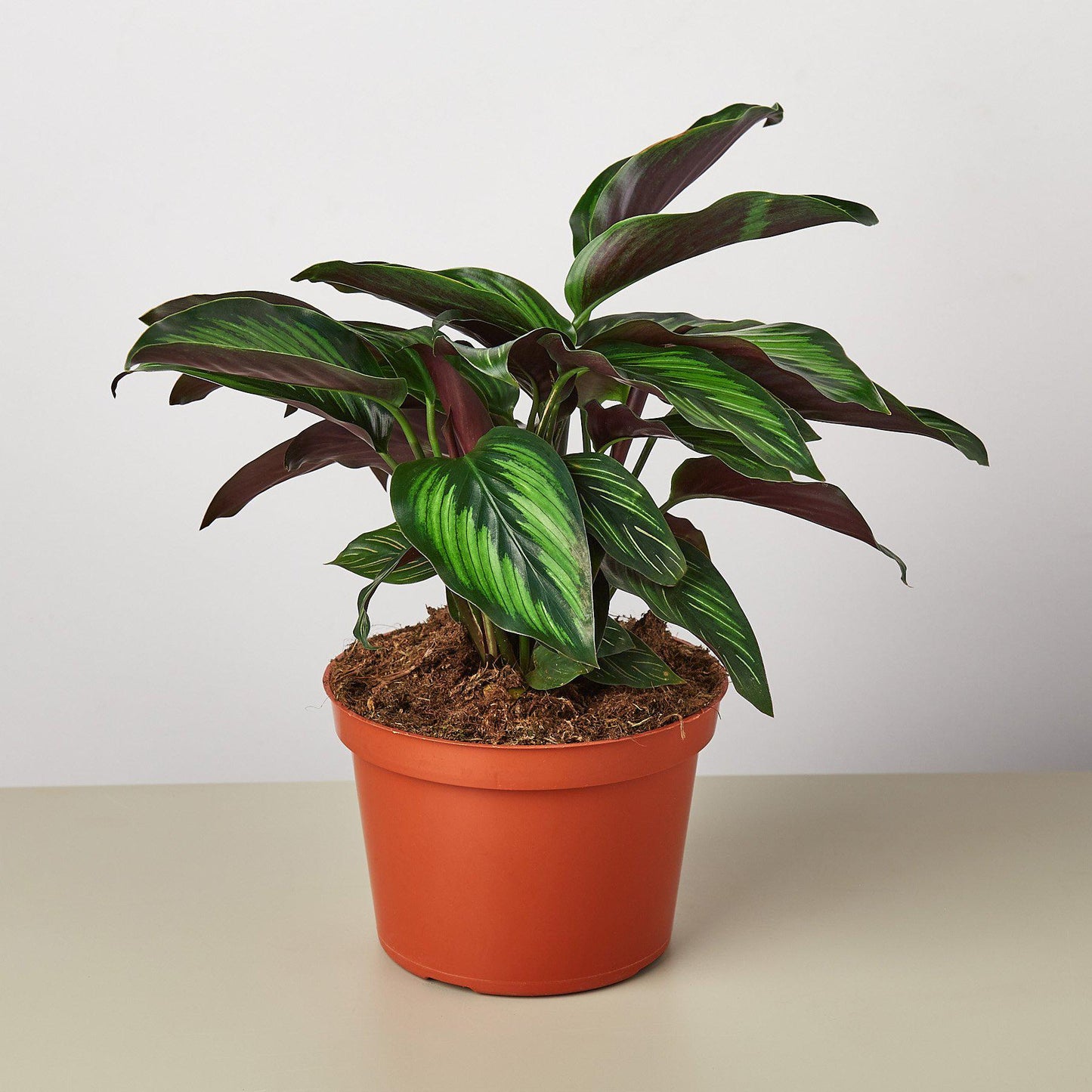 Calathea 'Beauty Star' - House Plant Shop