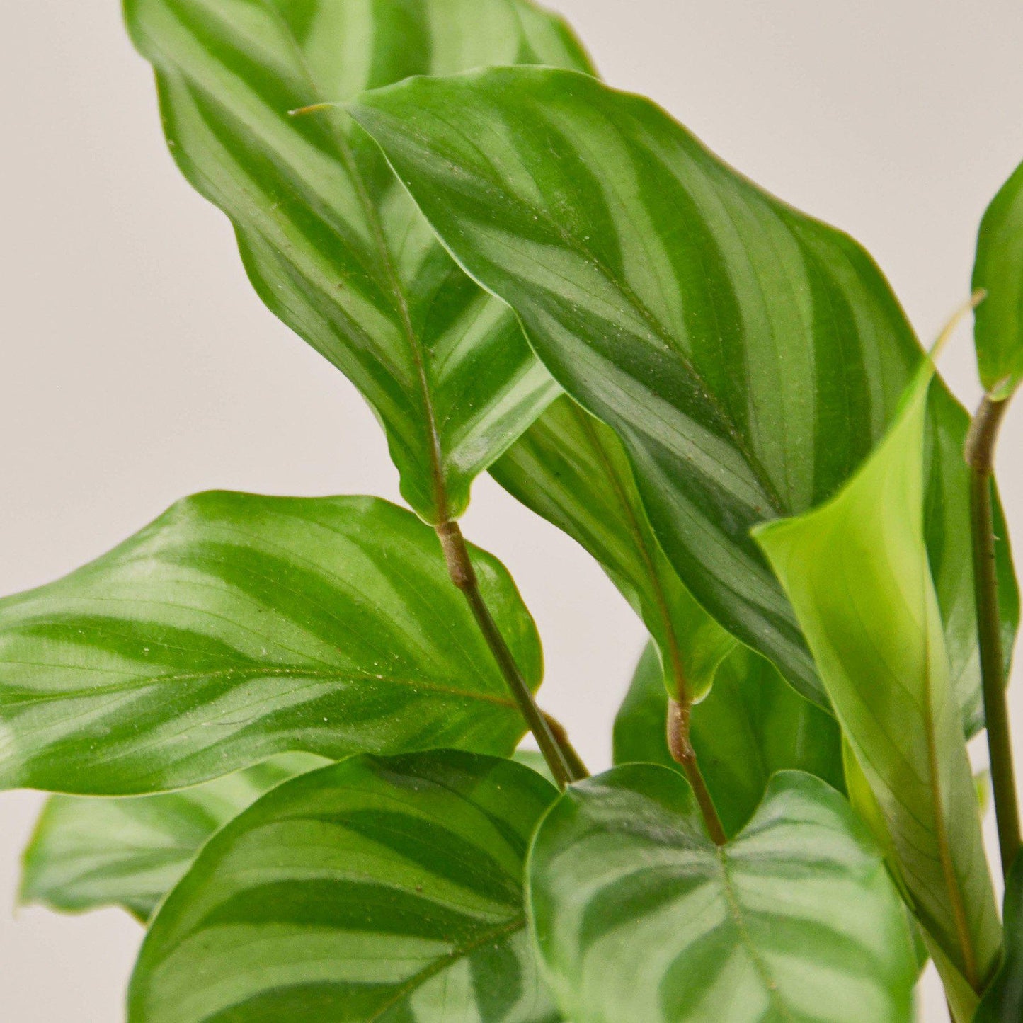 Calathea Concinna 'Freddie' - House Plant Shop