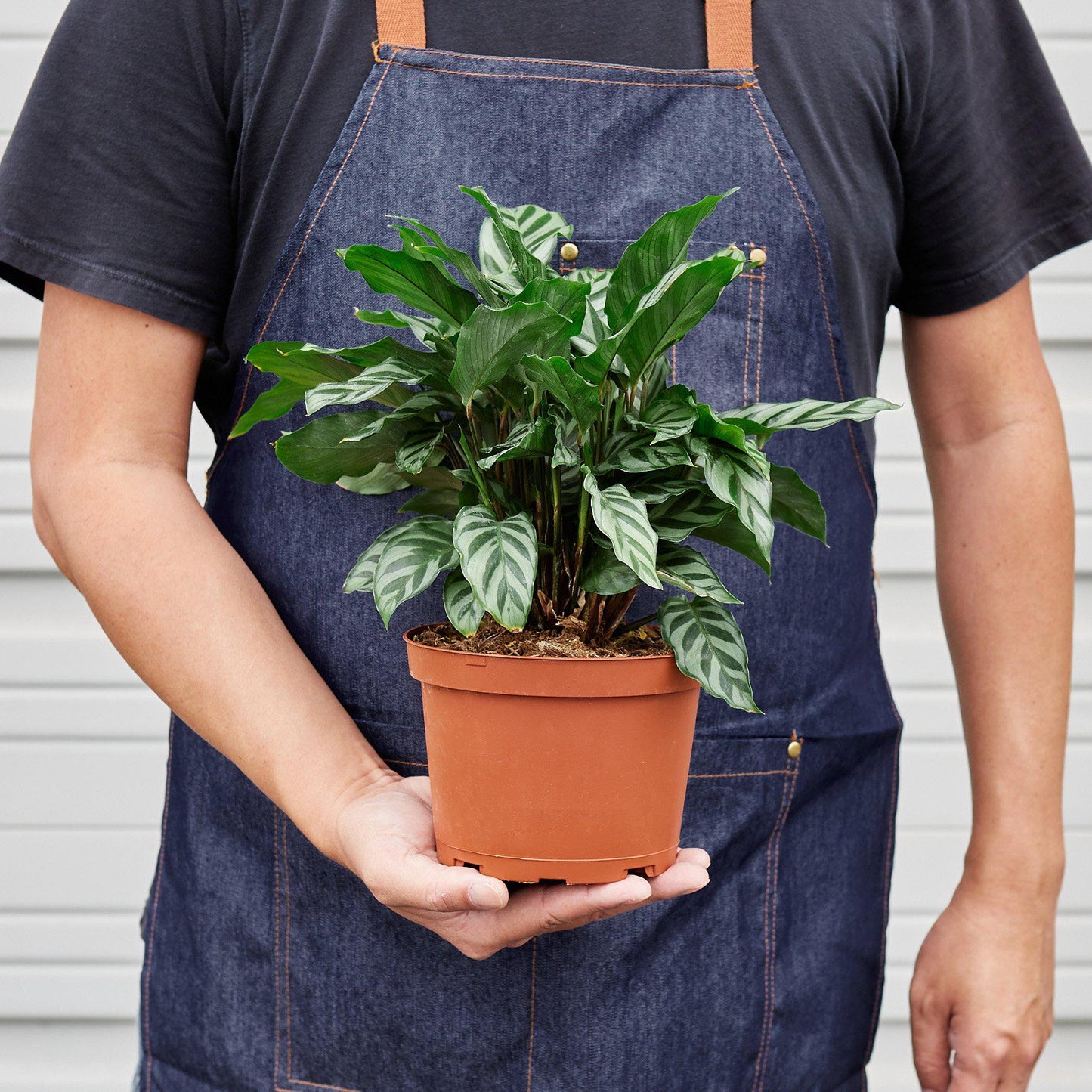 Calathea Concinna 'Freddie' - House Plant Shop
