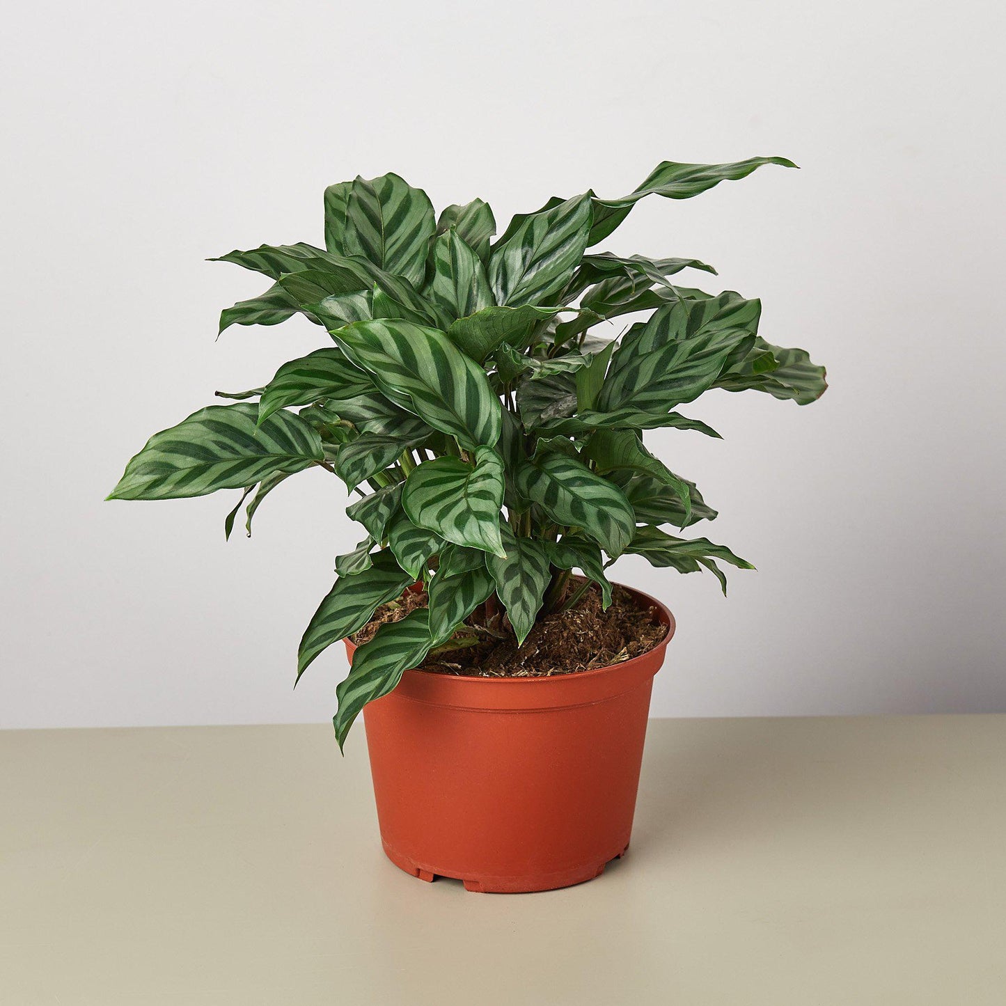Calathea Concinna 'Freddie' - House Plant Shop