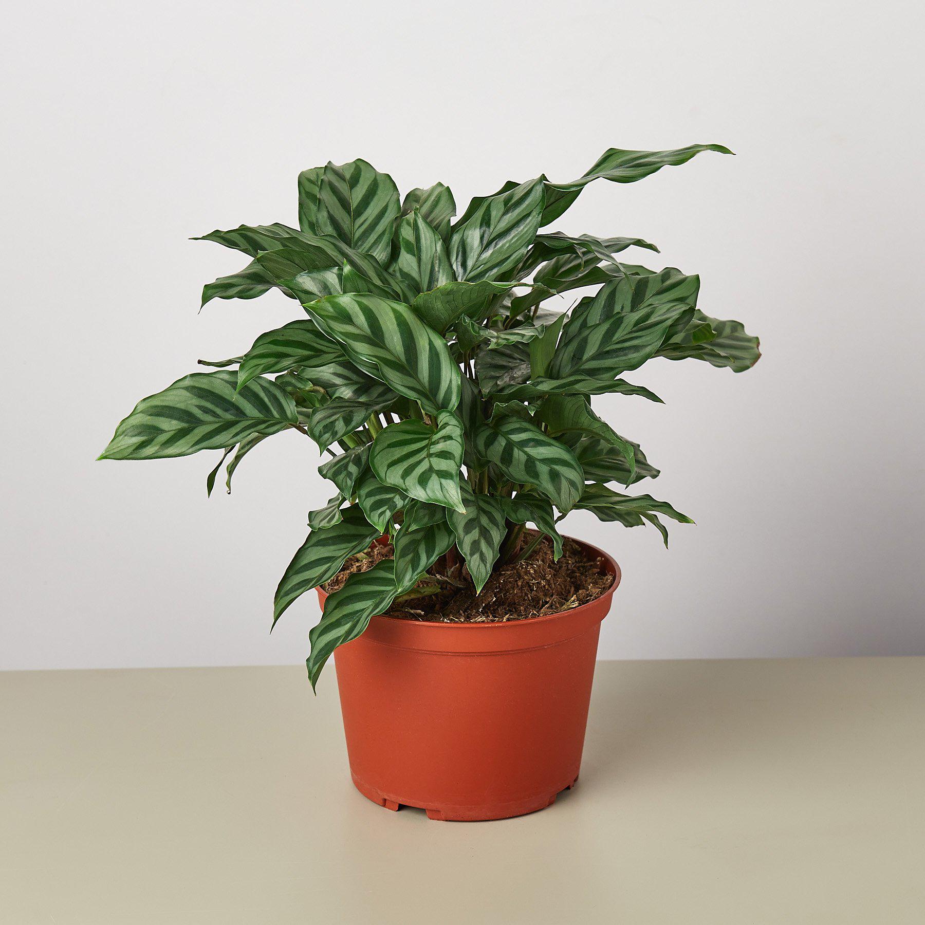 Calathea Concinna 'Freddie' - House Plant Shop
