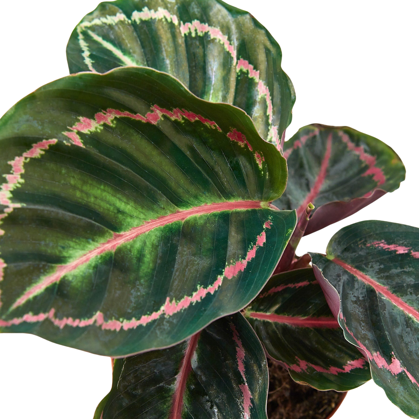 Calathea 'Dottie'