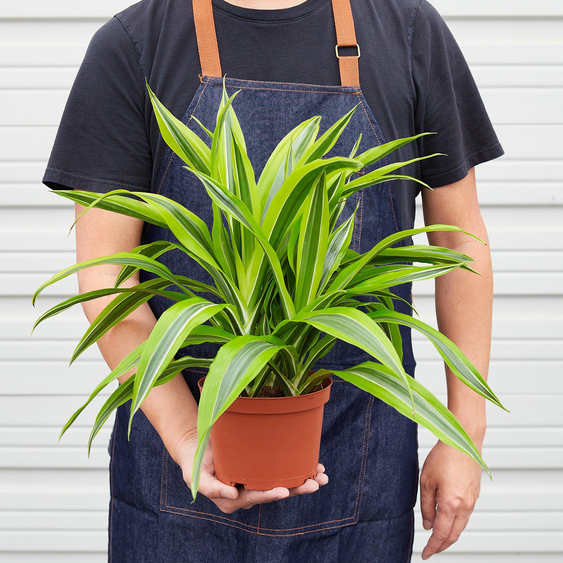 Dracaena Deremensis 'Lemon Surprise' - House Plant Shop