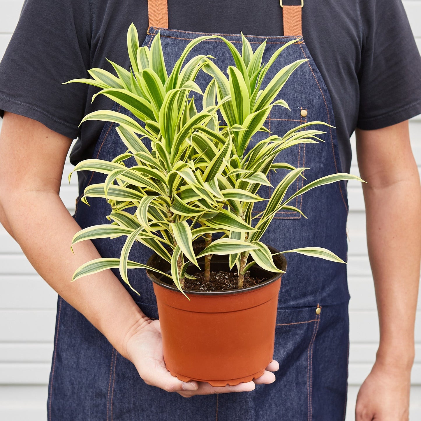 Dracaena Song of India - House Plant Shop