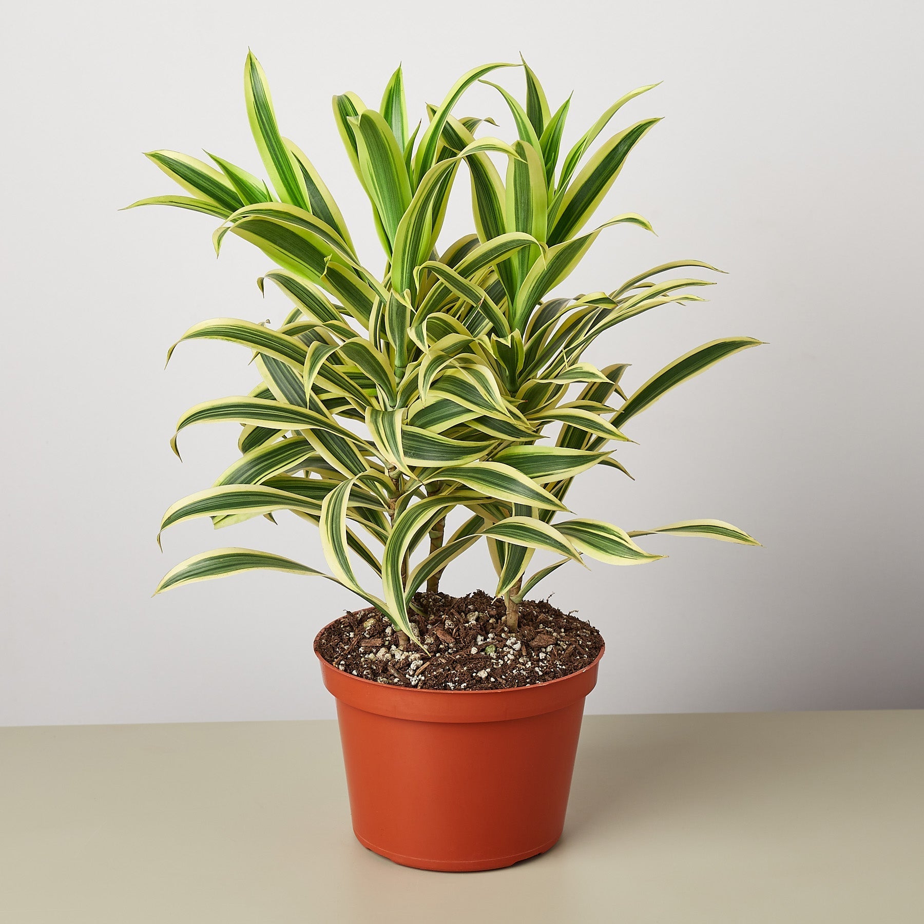 Dracaena Song of India - House Plant Shop