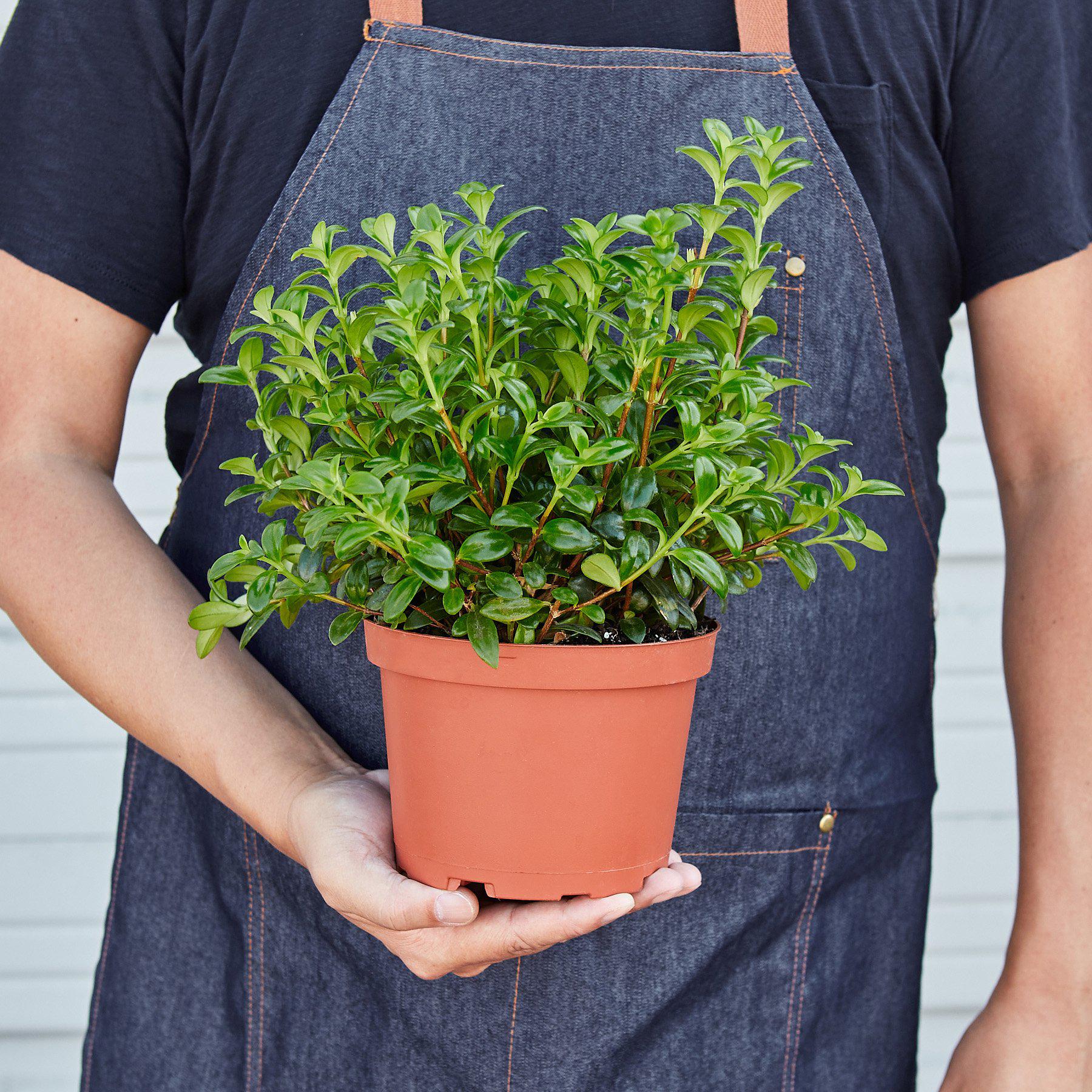 Nemetanthus Candy Corn Plant 'Brazilian Firecracker' - House Plant Shop