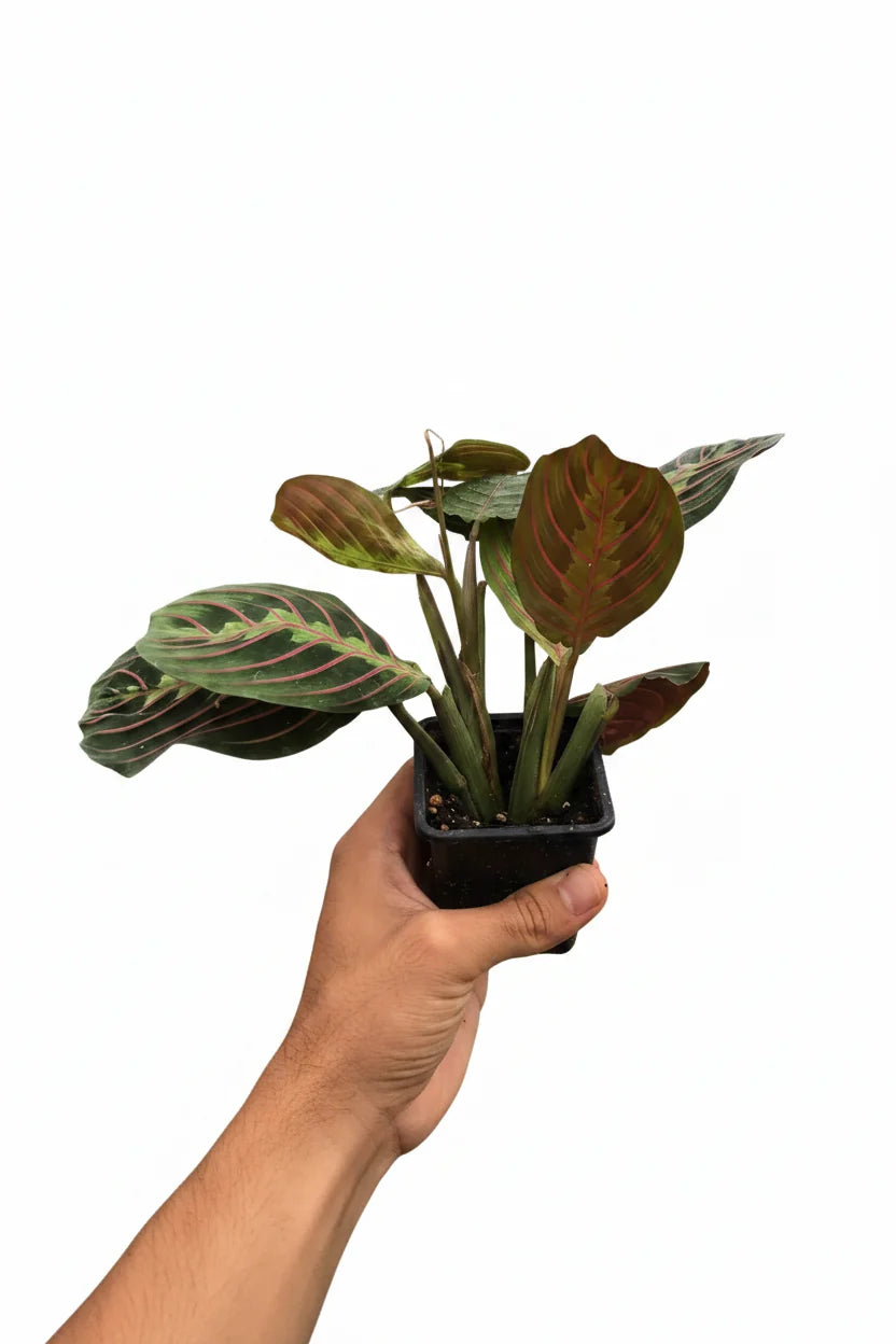 Maranta Red Prayer
