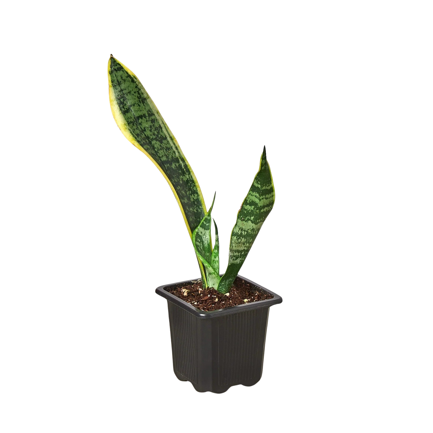 Snake Plant Laurentii