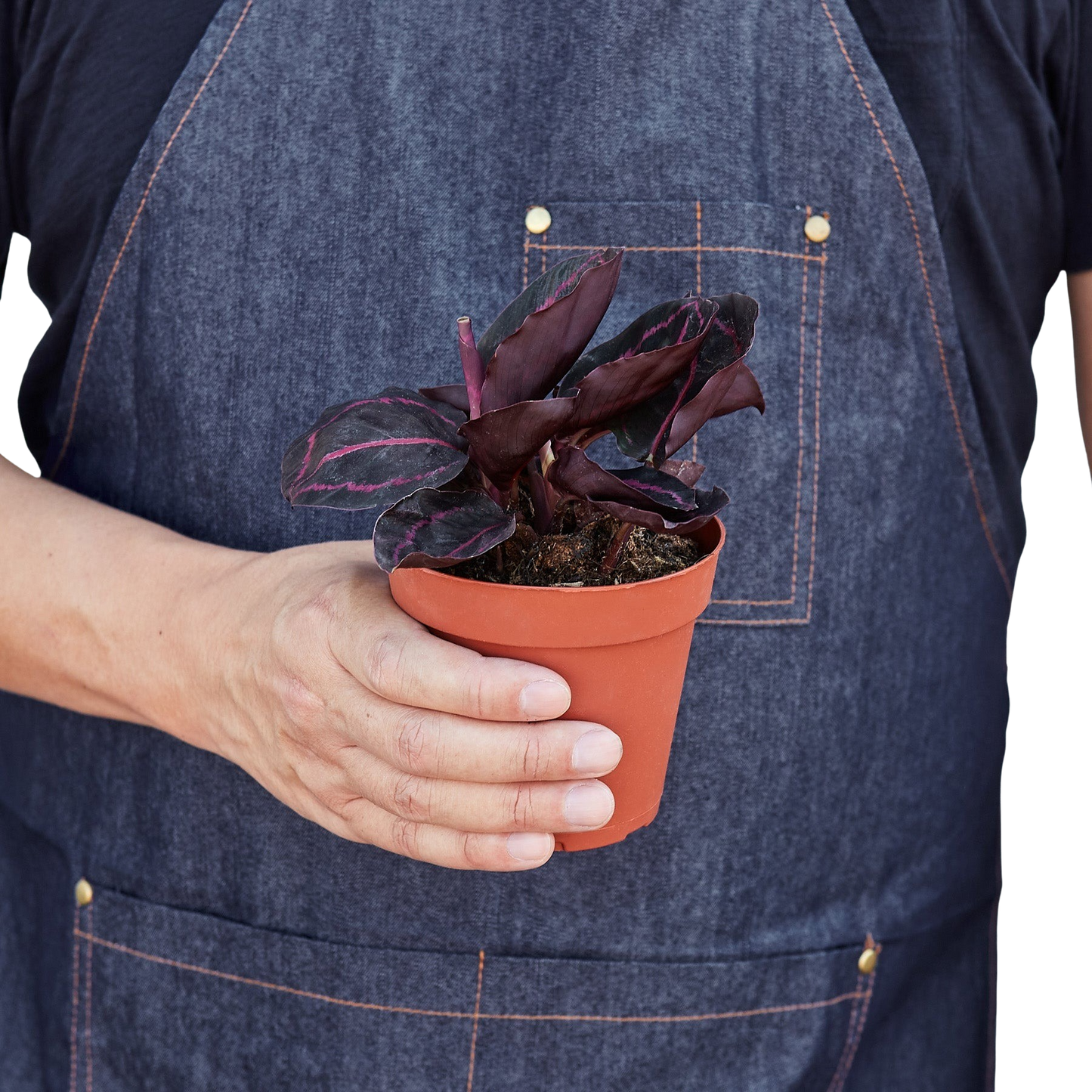 Calathea 'Dottie'