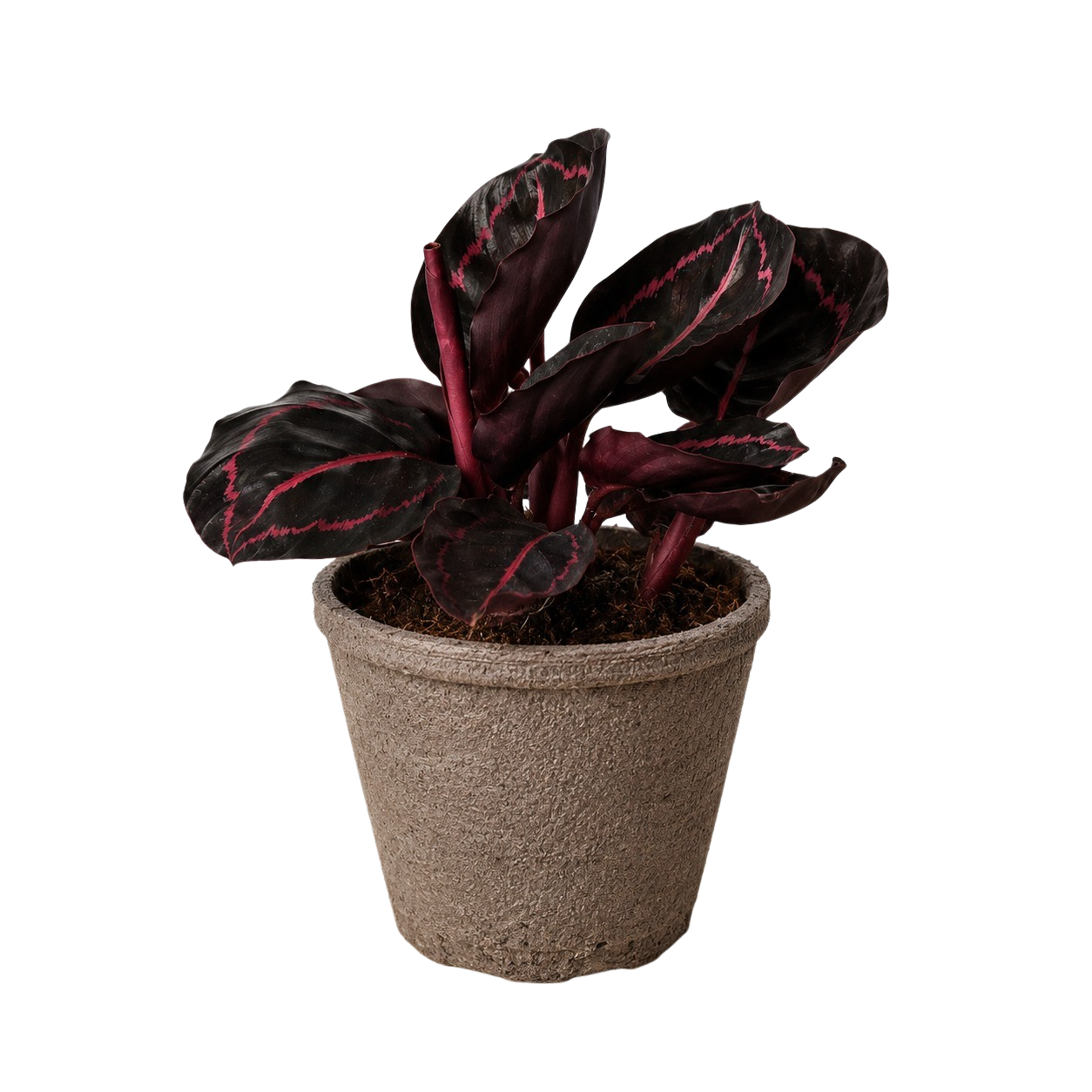 Calathea 'Dottie'