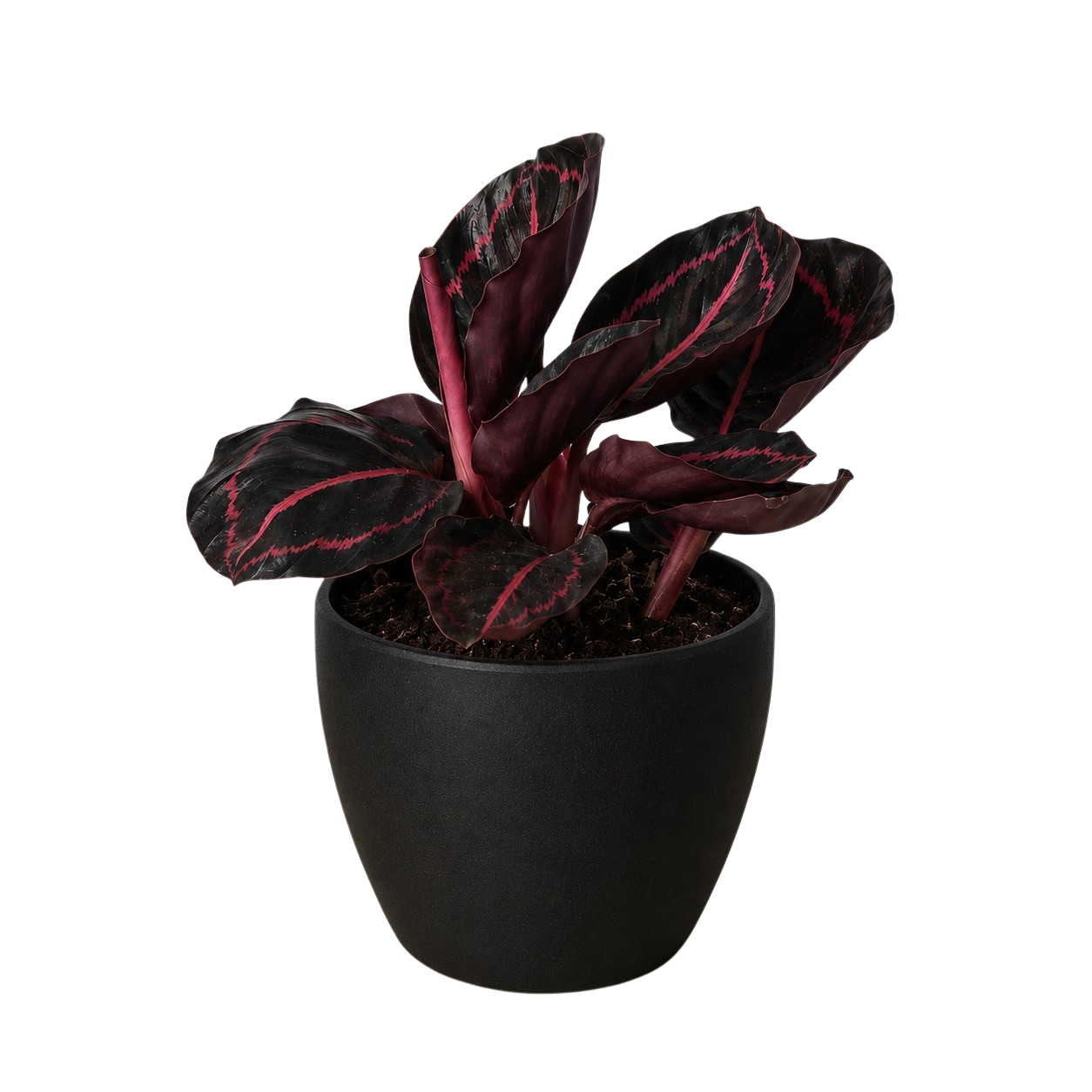 Calathea 'Dottie'