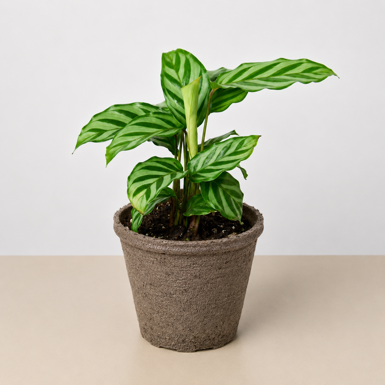 Calathea Concinna 'Freddie'