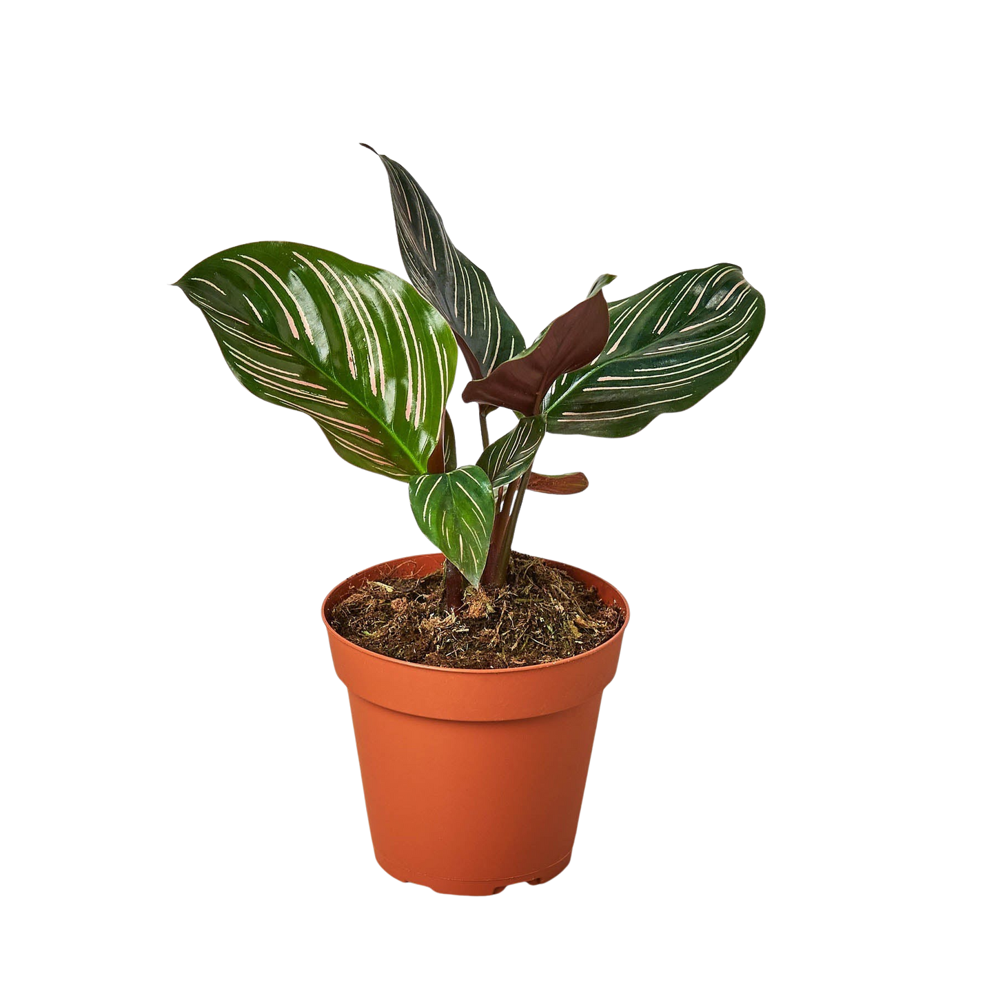 Calathea 'Ornata'