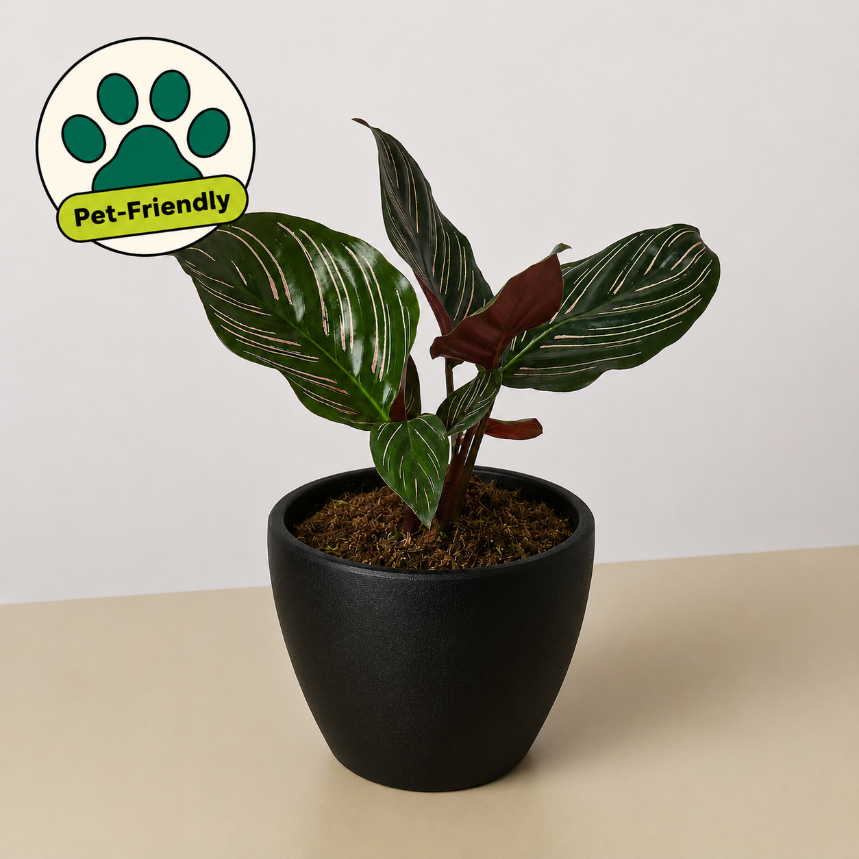 Calathea 'Ornata'