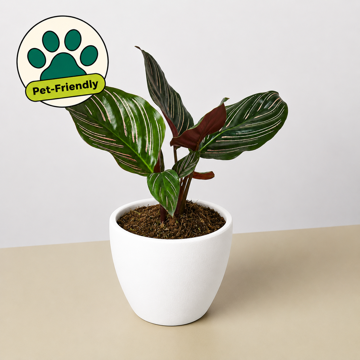 Calathea 'Ornata'