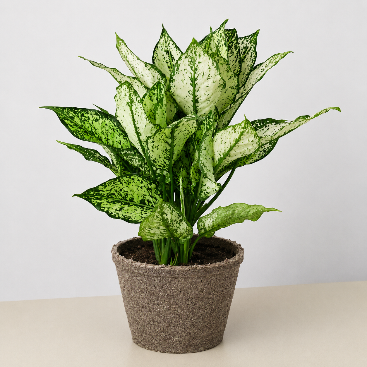 Chinese Evergreen 'First Diamond'