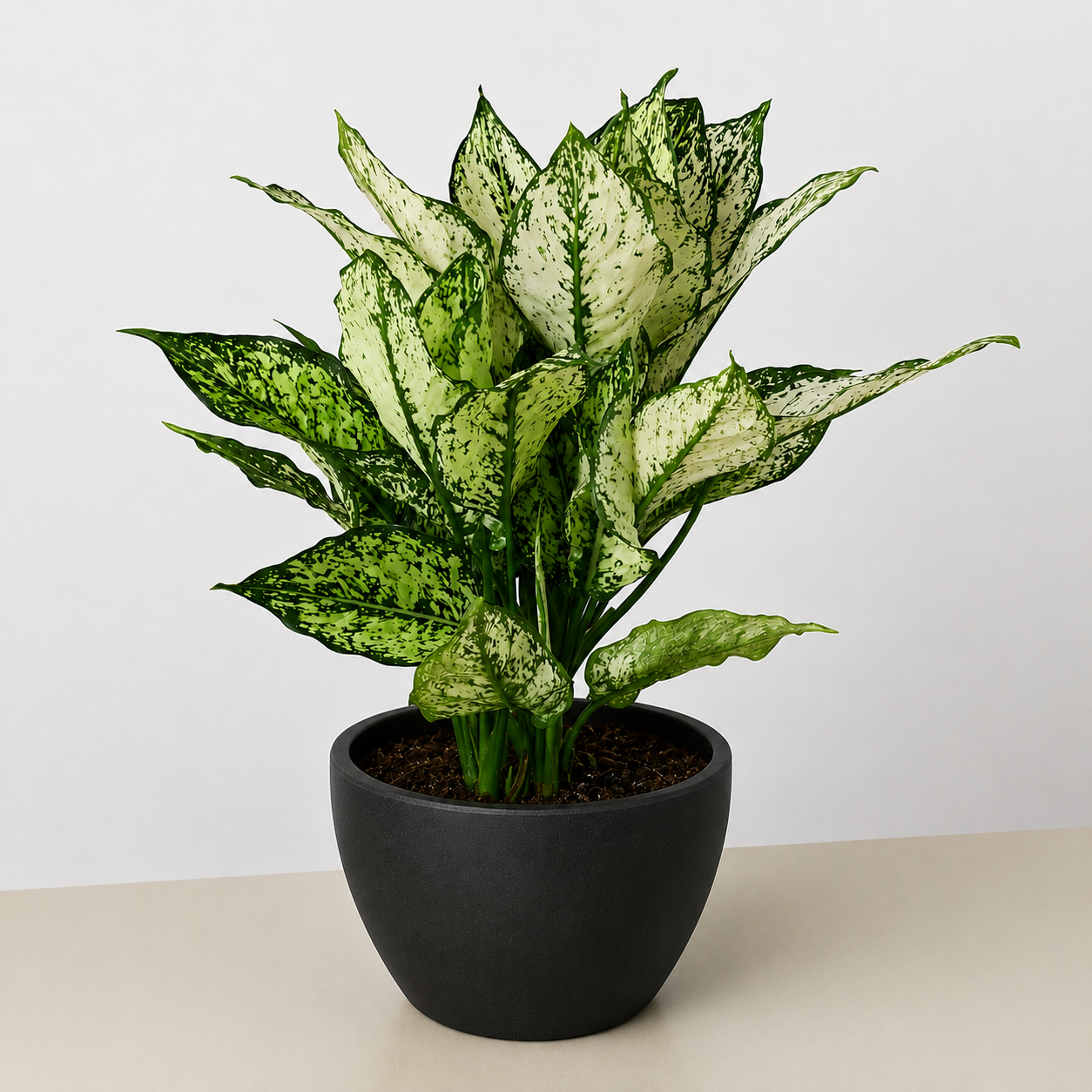 Chinese Evergreen 'First Diamond'