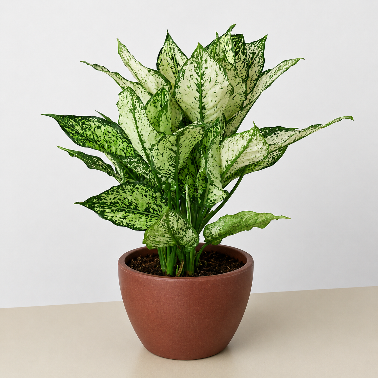 Chinese Evergreen 'First Diamond'