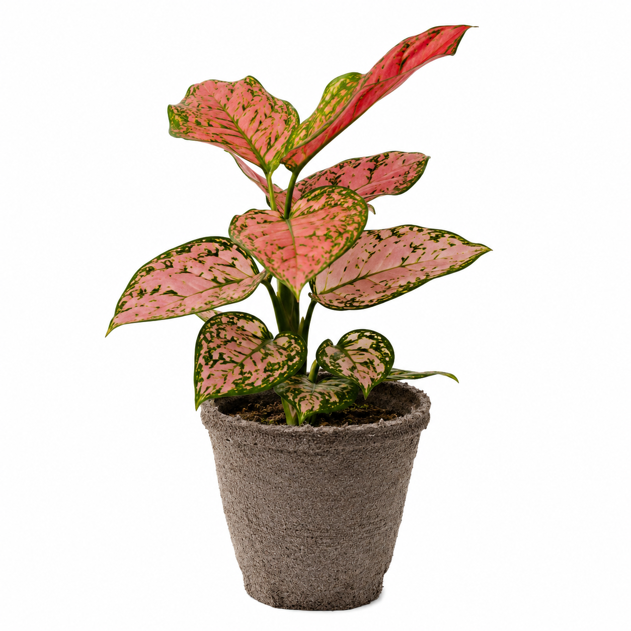 Chinese Evergreen 'Lady Valentine'