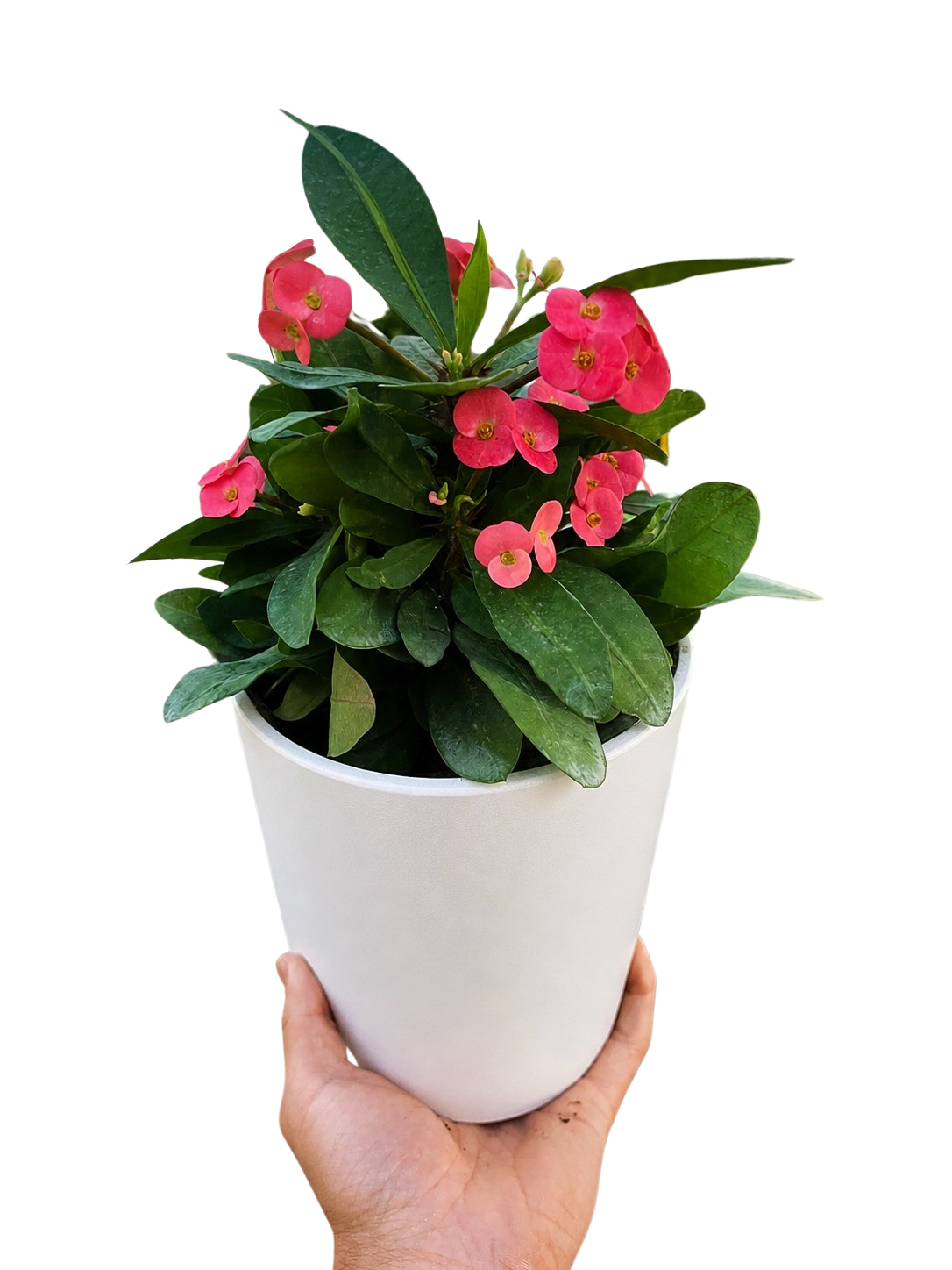 Crown of Thorns