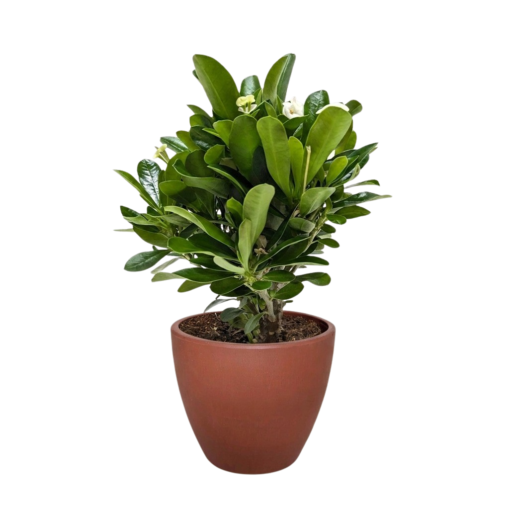 Crown of Thorns
