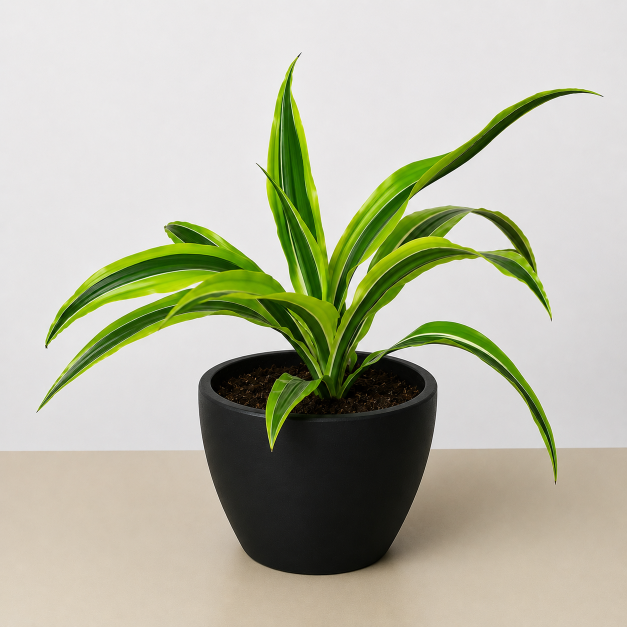Dracaena 'Lemon Lime'