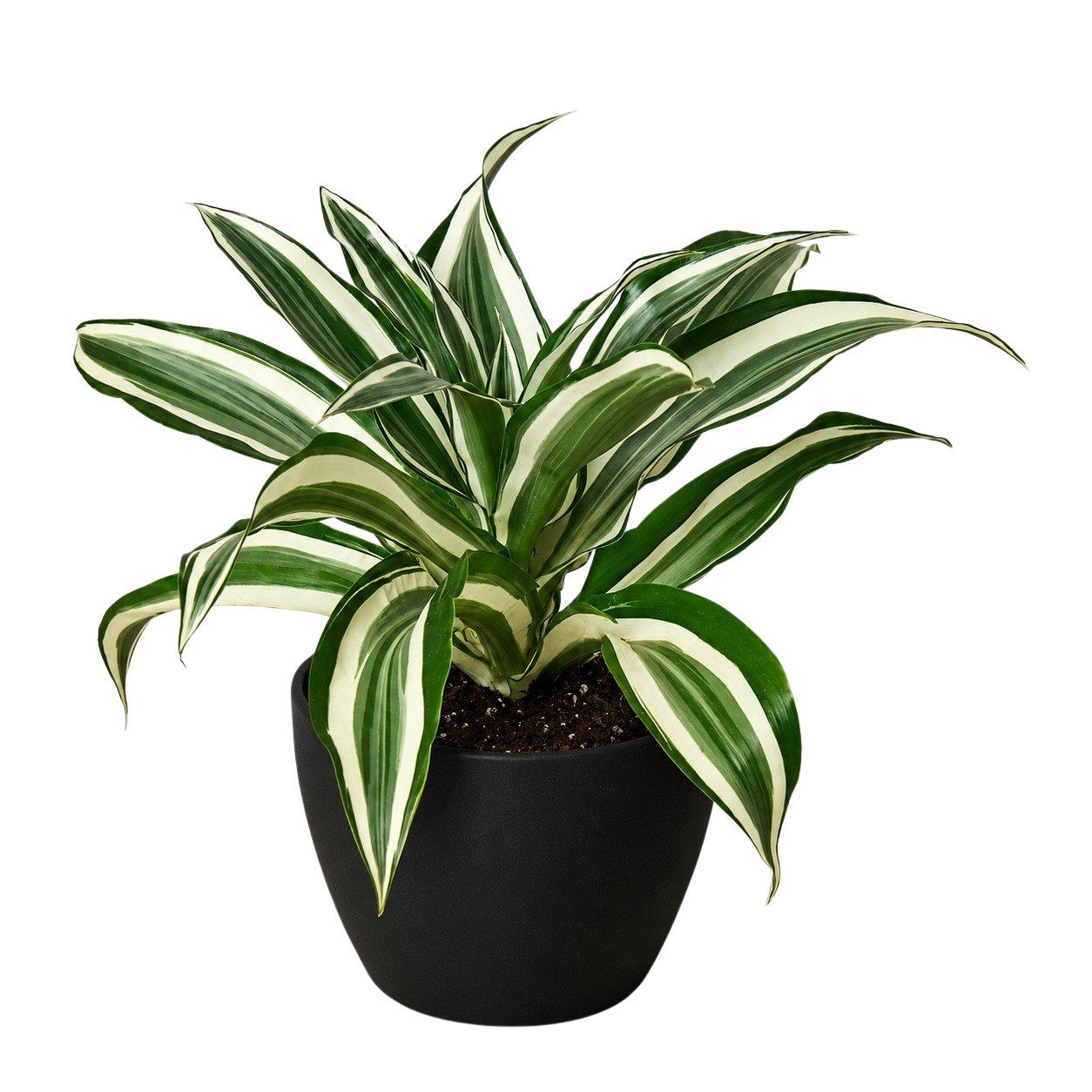 Dracaena 'Warneckii White Jewel'