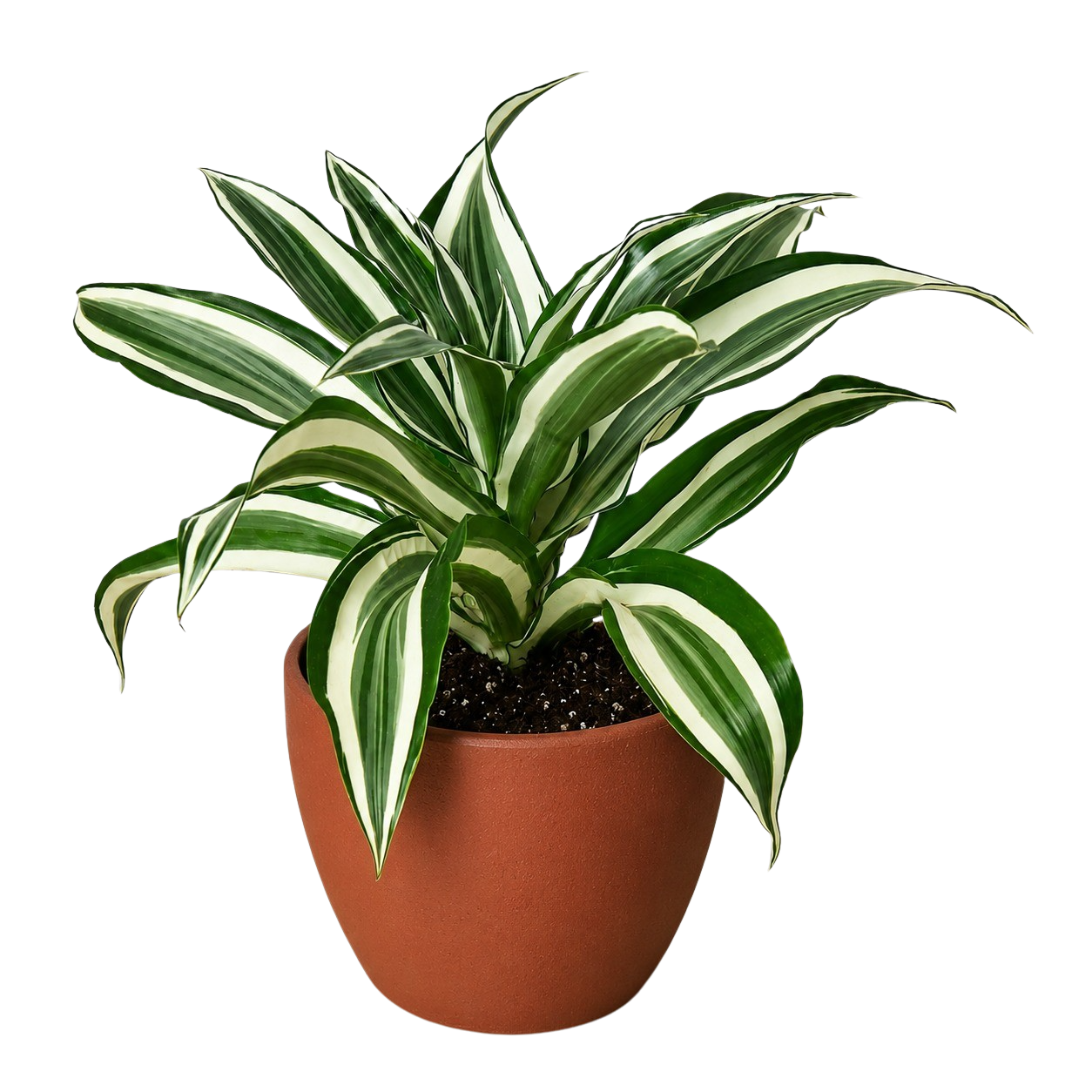Dracaena 'Warneckii White Jewel'