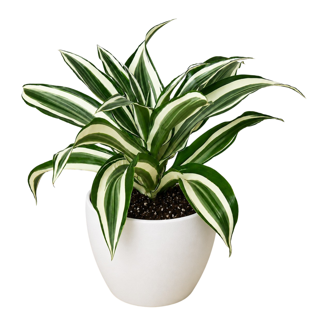 Dracaena 'Warneckii White Jewel'