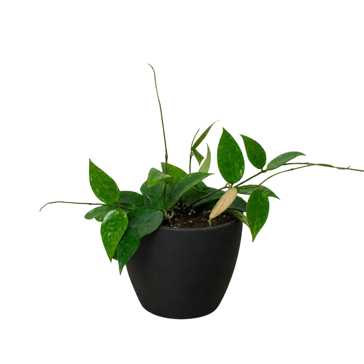 Hoya 'Black Margin'