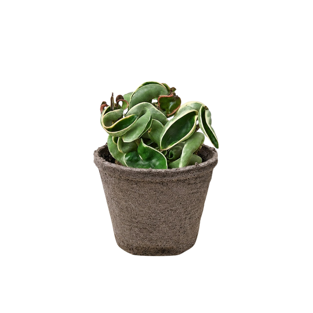 Hoya 'Rope Plant' Variegated