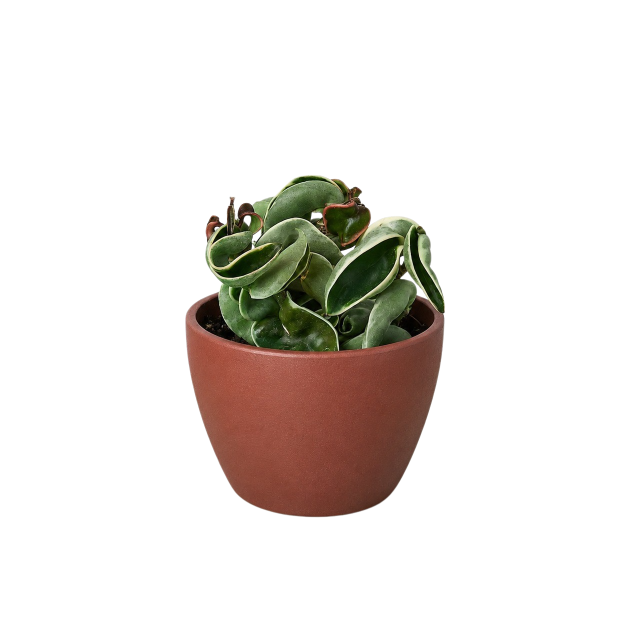 Hoya 'Rope Plant' Variegated