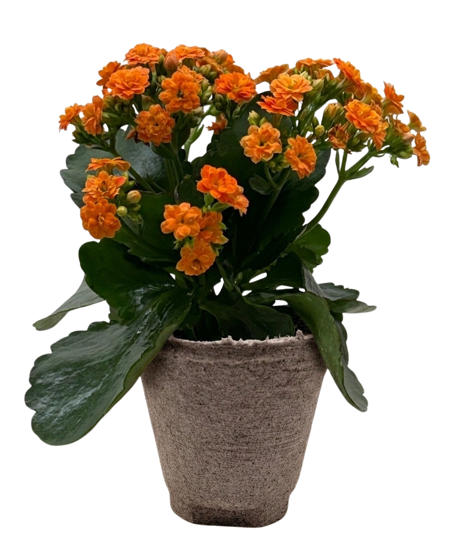 Kalanchoe 'Blossfeldiana'