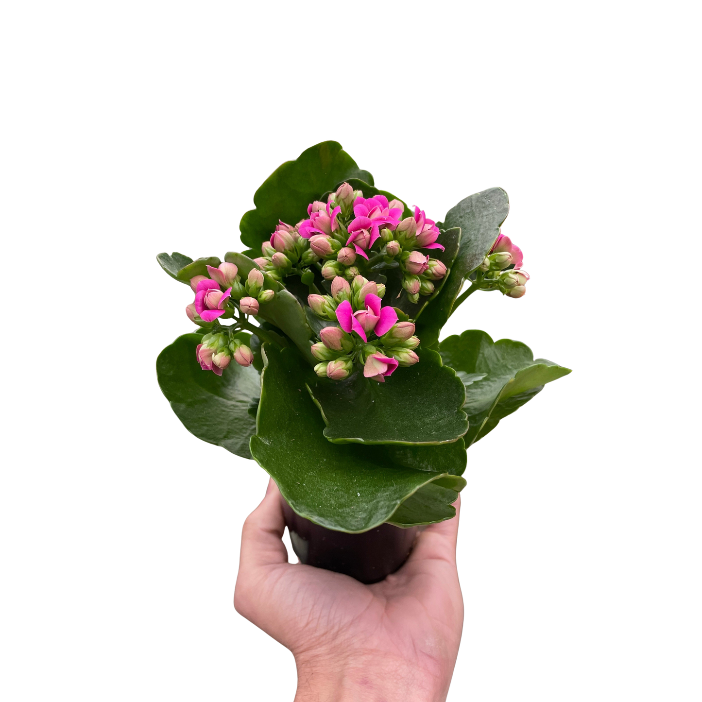 Kalanchoe 'Blossfeldiana'