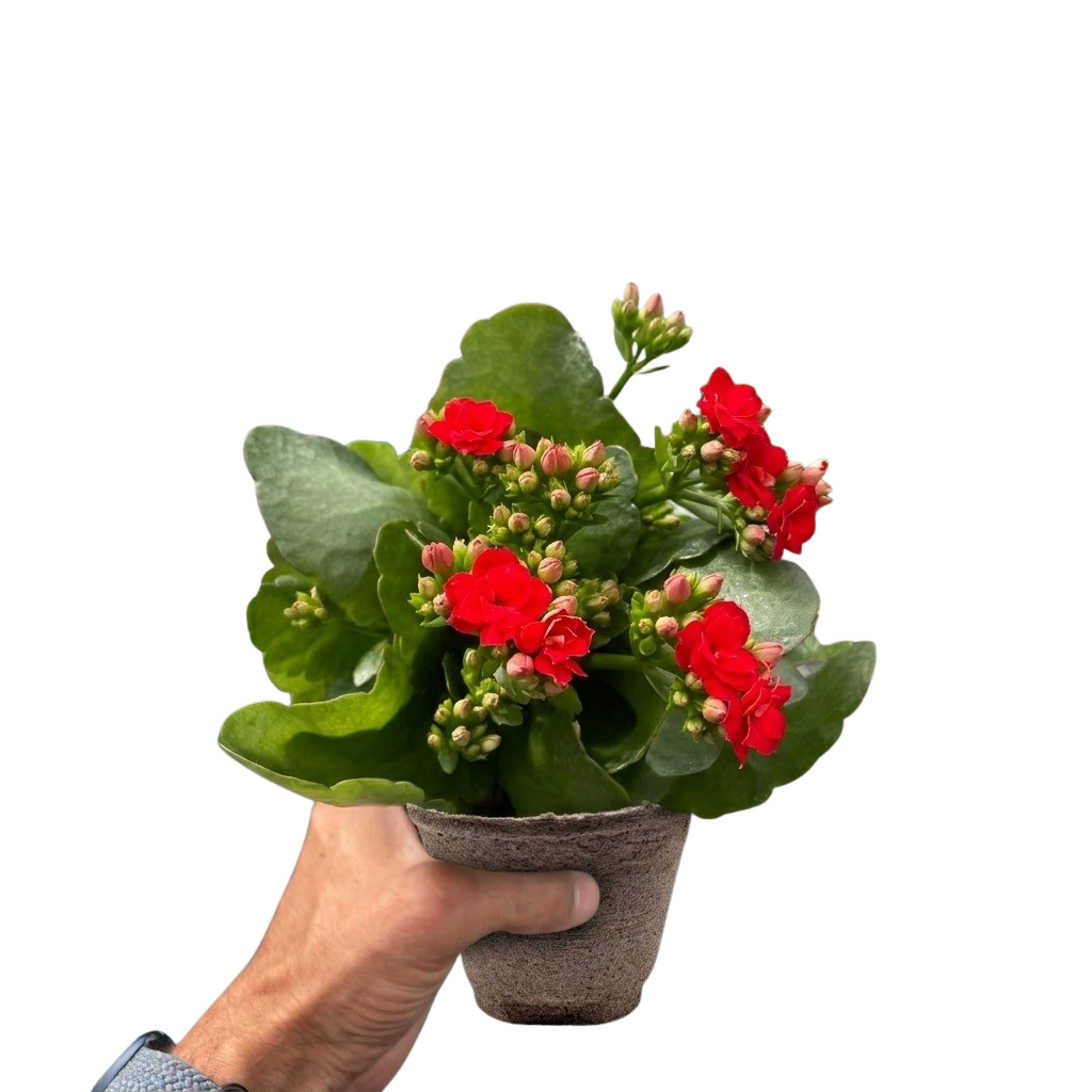 Kalanchoe 'Blossfeldiana'