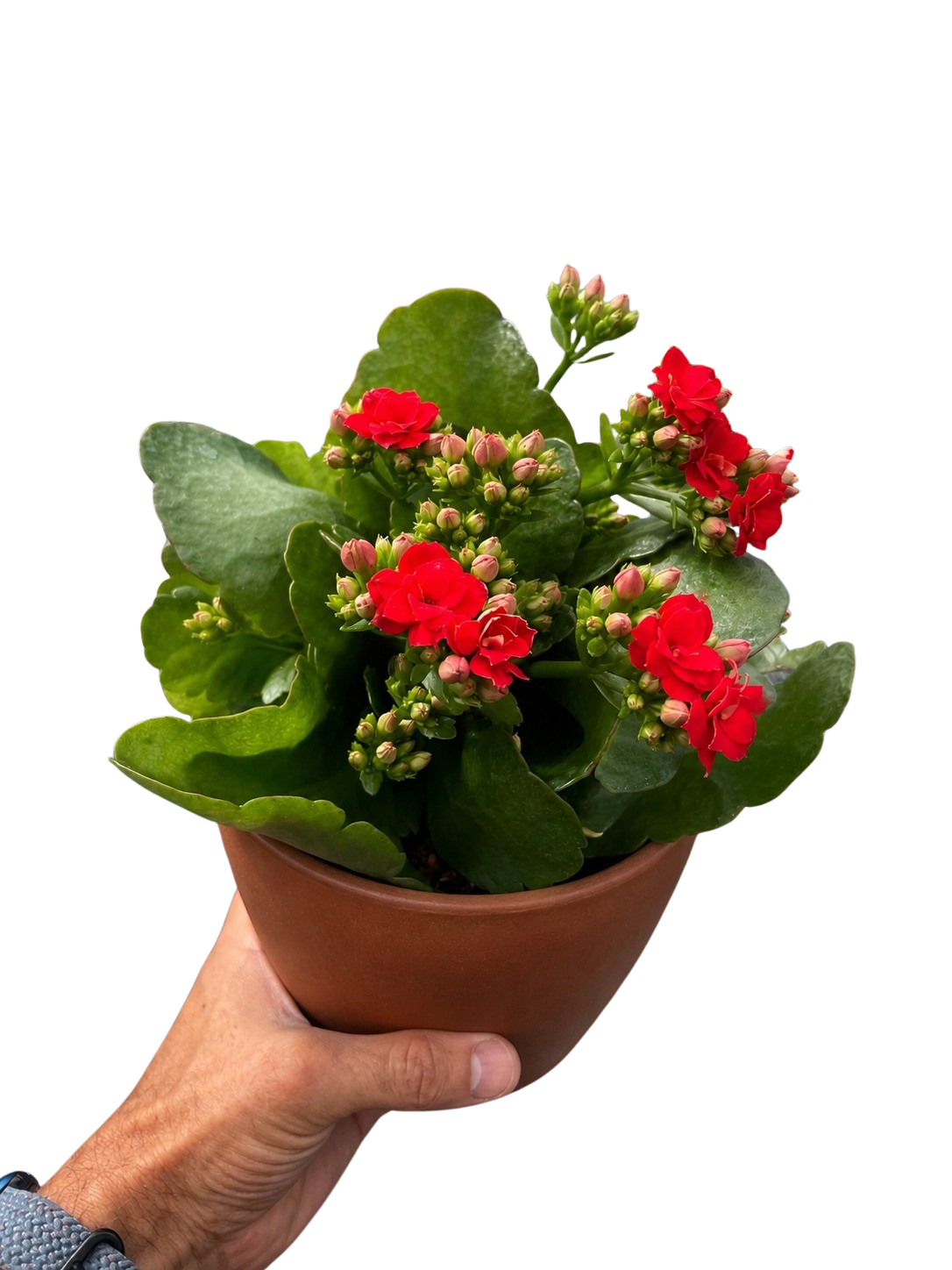 Kalanchoe 'Blossfeldiana'