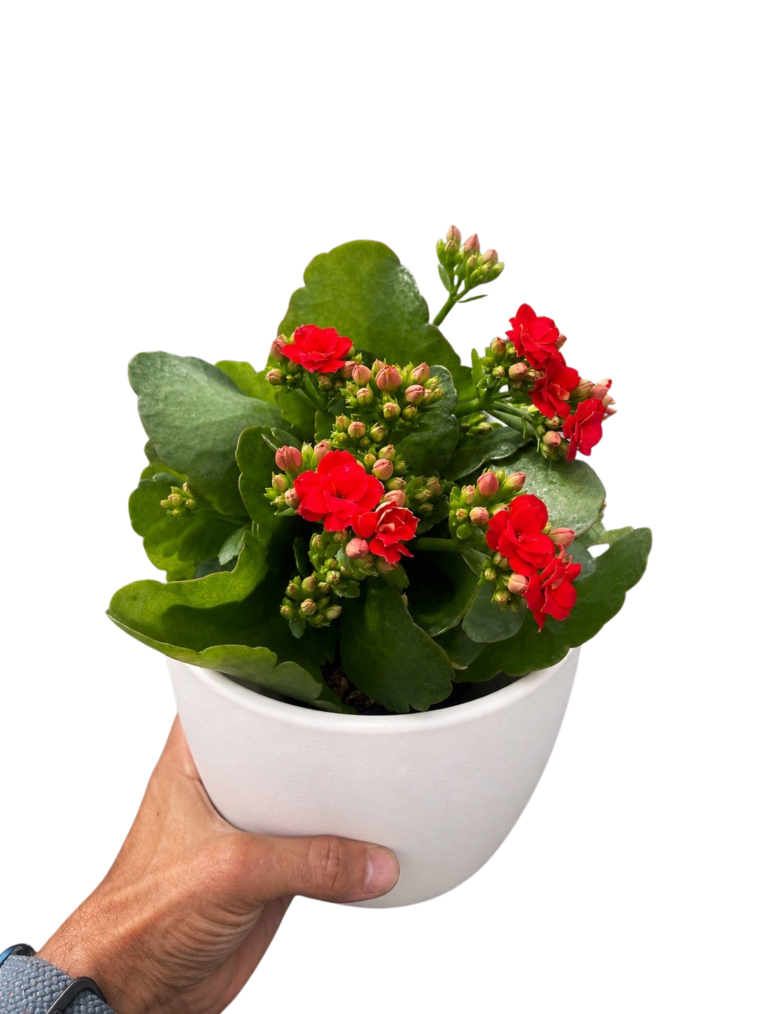 Kalanchoe 'Blossfeldiana'