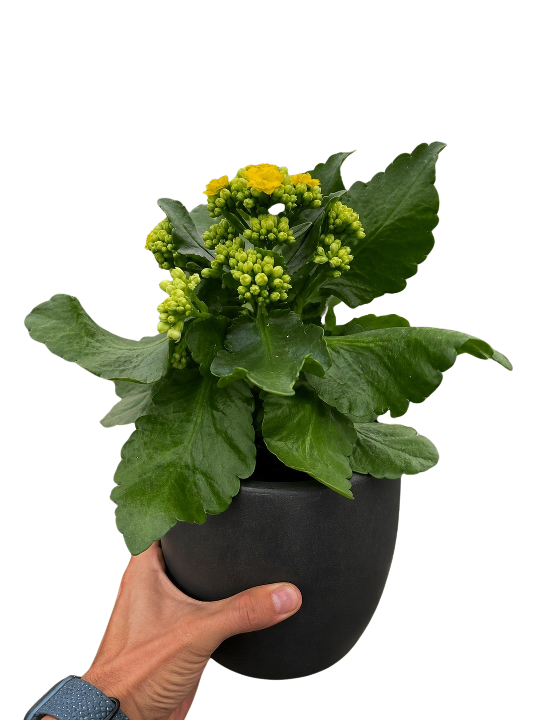 Kalanchoe 'Blossfeldiana'
