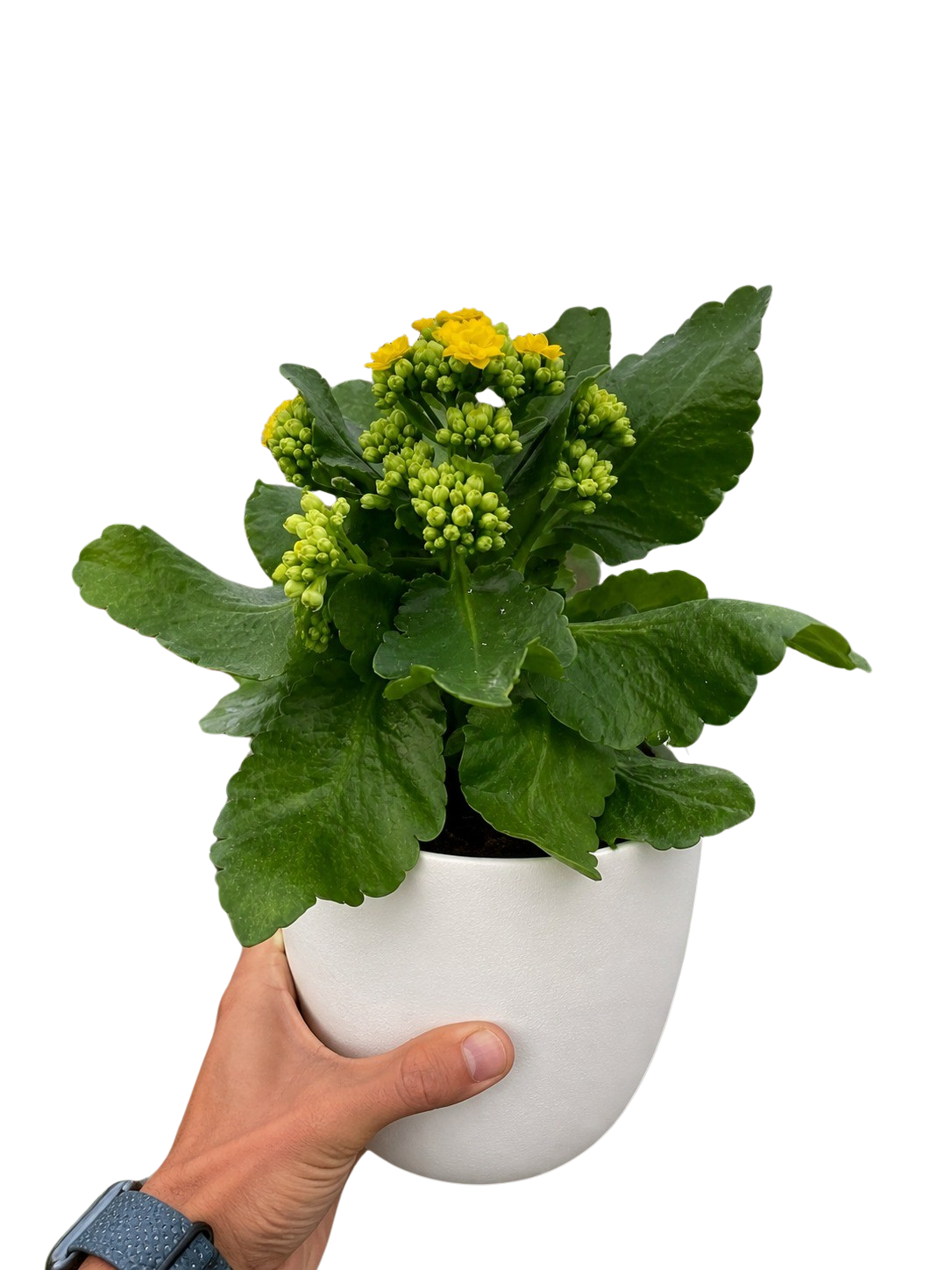 Kalanchoe 'Blossfeldiana'