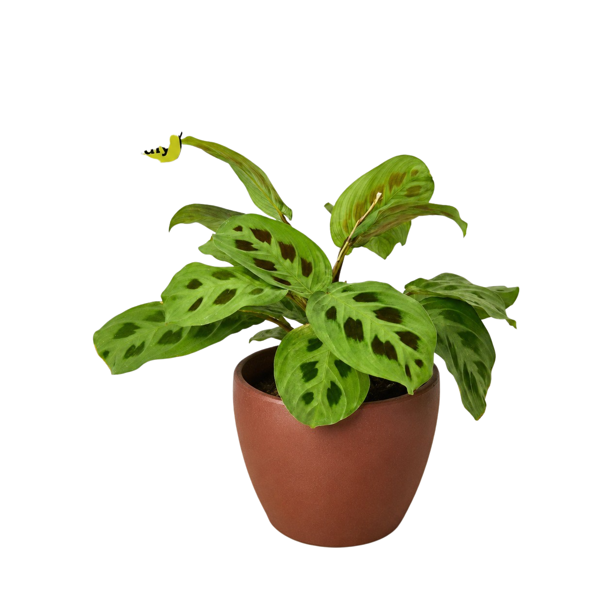 Maranta 'Leuconeura'